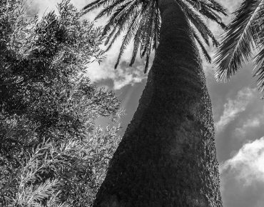 B/W